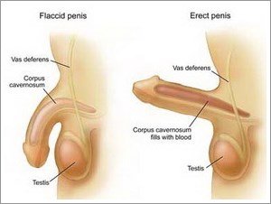 Di quanto si allunga il pene durante l’erezione | MEDICINA ONLINE