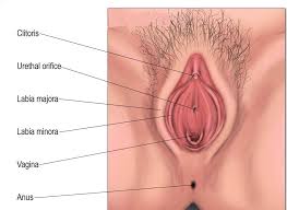 immagini clitoride