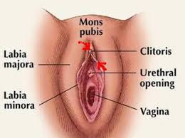 clitoride foto